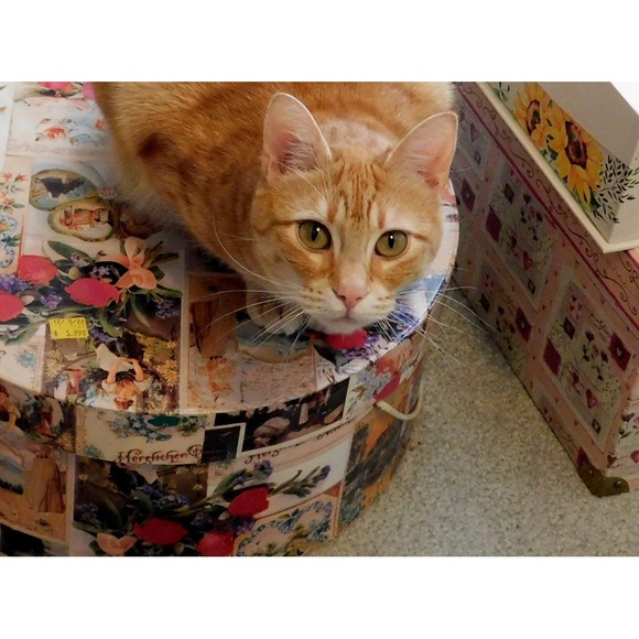 Meet your Posher, Shirley - Picture 10 of 16